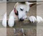 Small #8 Bull Terrier-Huskies  Mix