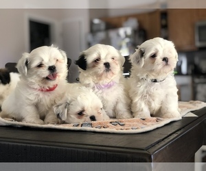 Shih Tzu Puppy for sale in PATTERSON, CA, USA