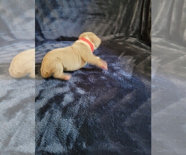 Medium Photo #17 Olde English Bulldogge Puppy For Sale in HAMLER, OH, USA