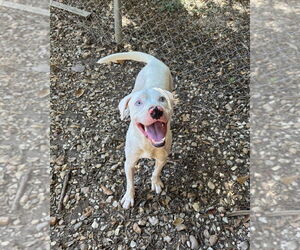 American Pit Bull Terrier-Unknown Mix Dogs for adoption in Brewster, NY, USA