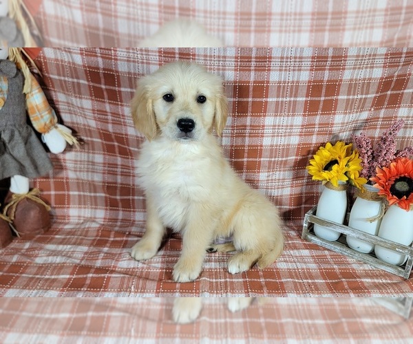 Medium Photo #1 Golden Retriever Puppy For Sale in FALCON, CO, USA
