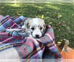 Small Photo #3 Havachon Puppy For Sale in NIANGUA, MO, USA