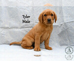 Small Photo #3 Labrador Retriever Puppy For Sale in DAYTON, VA, USA