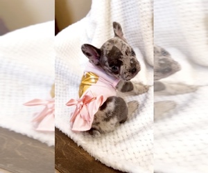 French Bulldog Puppy for sale in EASTVALE, CA, USA