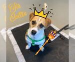 Small #2 Pembroke Welsh Corgi