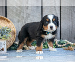 Small #2 Bernese Mountain Dog