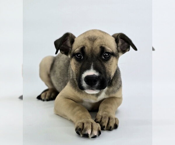 Medium Photo #13 German Shepherd Dog-Unknown Mix Puppy For Sale in Lakewood, CO, USA