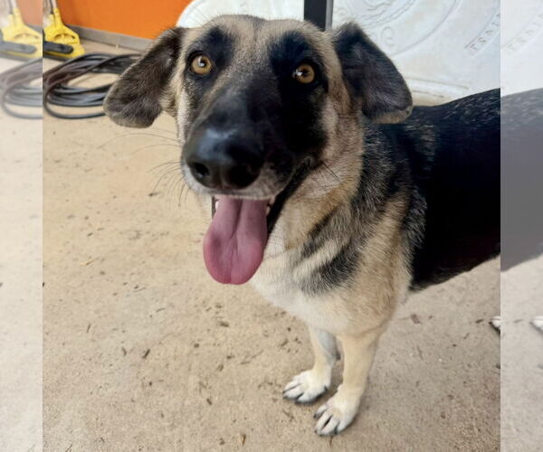 Medium Photo #8 Mutt Puppy For Sale in Houston, TX, USA