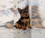Puppy Puppy 3 Yorkshire Terrier