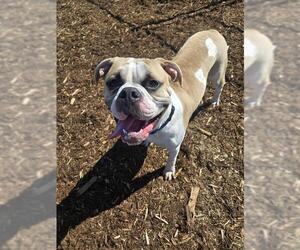 American Bulldog Dogs for adoption in Denver, CO, USA