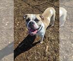 Small American Bulldog