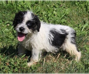 Miniature Australian Shepherd-Mutt Mix Puppy for sale in FREDERICKSBURG, OH, USA