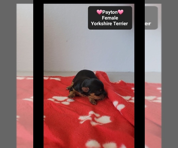 Medium Photo #2 Yorkshire Terrier Puppy For Sale in TUCSON, AZ, USA