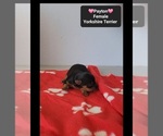 Small #1 Yorkshire Terrier