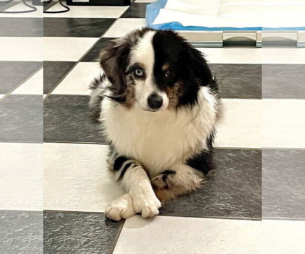 Medium Photo #8 Australian Shepherd Puppy For Sale in Staten Island, NY, USA