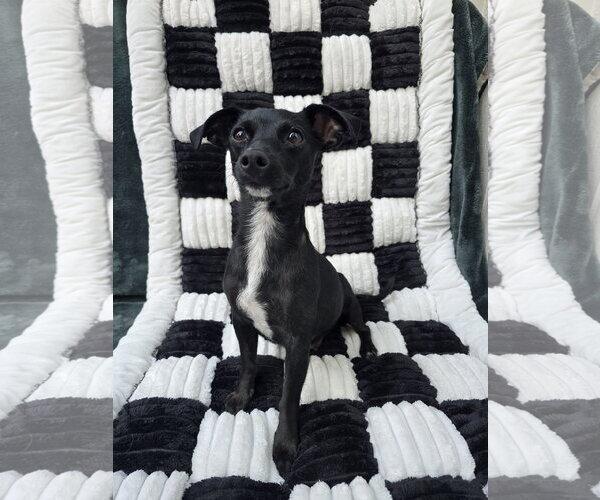Medium Photo #1 Chiweenie Puppy For Sale in San Francisco, CA, USA