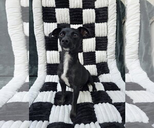 Chiweenie Dogs for adoption in San Francisco, CA, USA