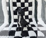 Onyx - Female Chiweenie Dog for Adoption - Small photo