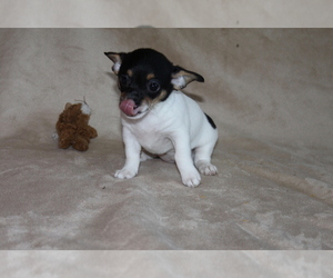 Medium Chihuahua