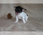 Puppy Lucy Chihuahua