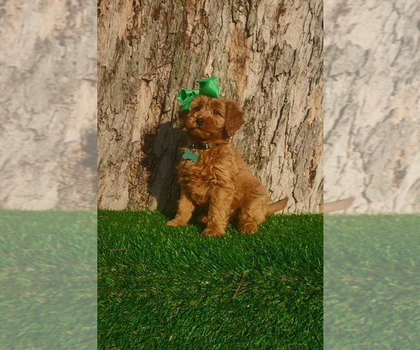 Medium Photo #2 Goldendoodle (Miniature) Puppy For Sale in INDIANAPOLIS, IN, USA