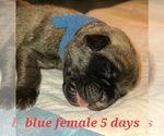 Small Photo #4 Mastiff Puppy For Sale in OXNARD, CA, USA