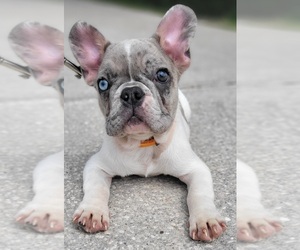 French Bulldog Puppy for sale in TAMPA, FL, USA