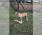 Small Black Mouth Cur-Weimaraner Mix