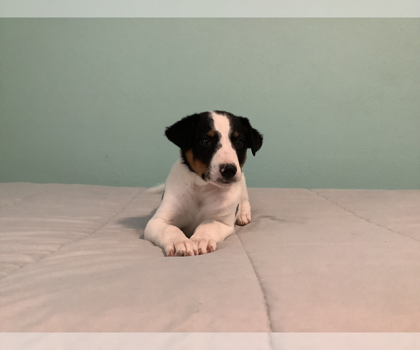 Medium Photo #3 Australian Cattle Dog-Border Collie Mix Puppy For Sale in HILLSBORO, WI, USA