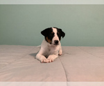 Small #2 Australian Cattle Dog-Border Collie Mix