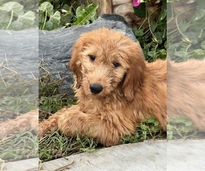 Goldendoodle Dog for Adoption in BEECH GROVE, Indiana USA