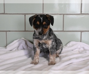 Australian Cattle Dog Puppy for sale in MILLERSBURG, OH, USA