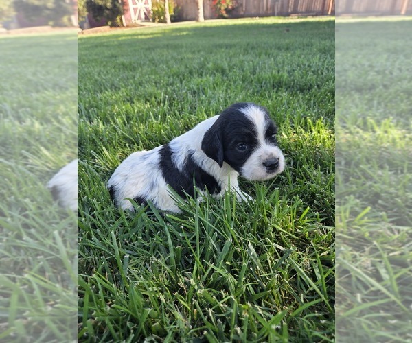 Medium Photo #8 Cocker Spaniel-English Springer Spaniel Mix Puppy For Sale in BAYLISS, CA, USA