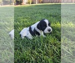 Small #7 Cocker Spaniel-English Springer Spaniel Mix