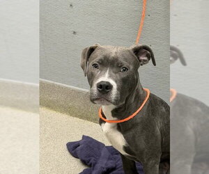 Mutt Dogs for adoption in Las Vegas, NV, USA