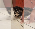Small Photo #1 Siberian Husky Puppy For Sale in CROSSVILLE, AL, USA