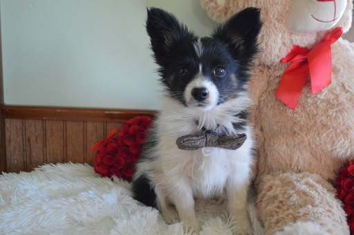 Medium Photo #6 Papillon Puppy For Sale in HONEY BROOK, PA, USA