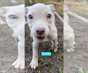 American Pit Bull Terrier-Labrador Retriever Mix Dogs for adoption in Ridgefield, CT, USA