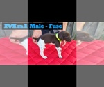 Puppy Puppy 2 German Shorthaired Pointer