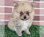 Small #5 Pomeranian