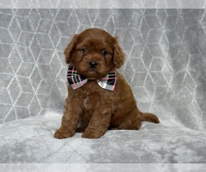 Cavapoo Puppy for sale in LAKELAND, FL, USA