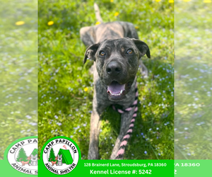 Mutt Dogs for adoption in Stroudsburg, PA, USA