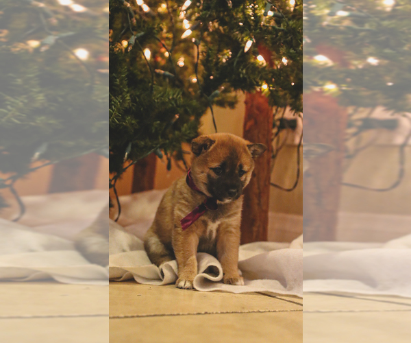 Medium Photo #5 Shiba Inu Puppy For Sale in NORTHRIDGE, CA, USA