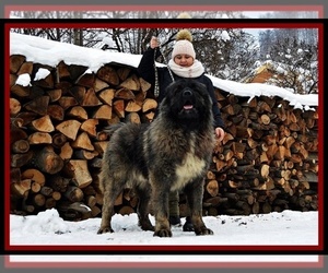 Father of the Caucasian Shepherd Dog puppies born on 09/29/2021