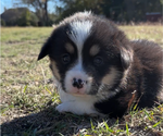 Small Photo #24 Pembroke Welsh Corgi Puppy For Sale in MIDLOTHIAN, TX, USA