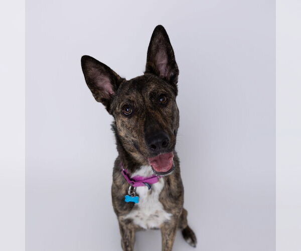 Medium Photo #13 Mutt Puppy For Sale in Fargo, ND, USA