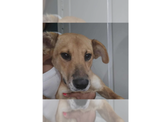 Labrador Retriever-Unknown Mix Dogs for adoption in New York, NY, USA