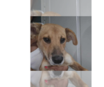 Small Labrador Retriever Mix