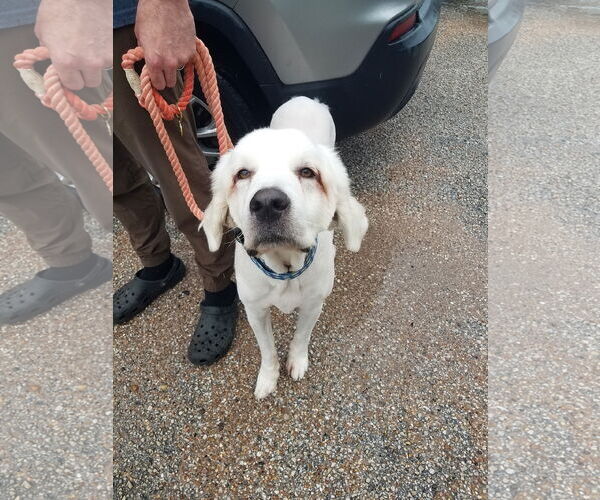Medium Photo #19 Great Pyrenees-Unknown Mix Puppy For Sale in Houston, TX, USA