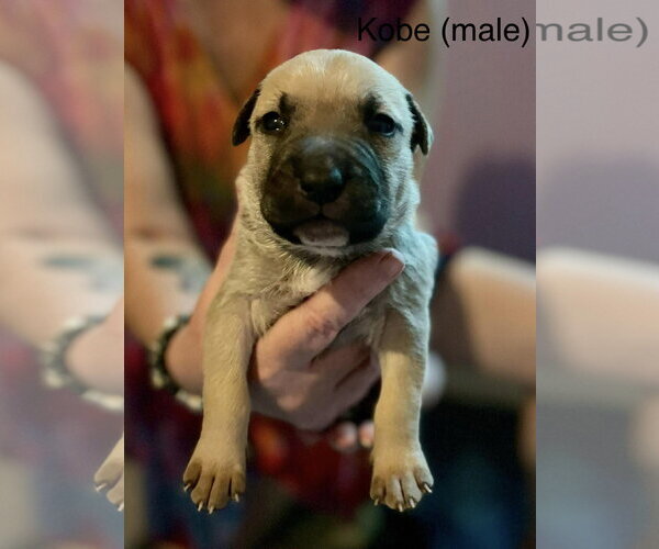 Medium Photo #19 Mutt Puppy For Sale in Derwood, MD, USA